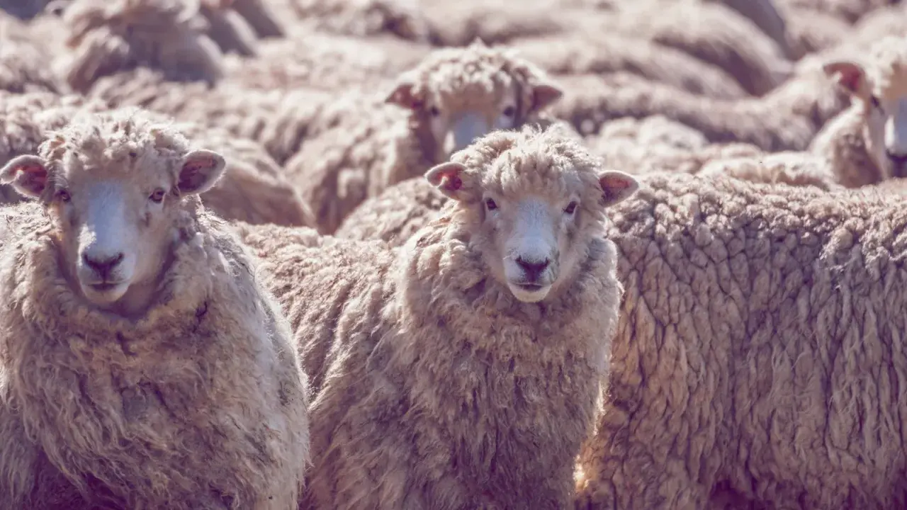 Eine Herde Schafe mit ihrer feinen, lockigen Wolle. Diese Wolle, was ist Merinowolle? Sie ist bekannt für ihre Weichheit und Wärme.