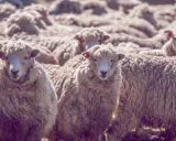 Eine Herde Schafe mit ihrer feinen, lockigen Wolle. Diese Wolle, was ist Merinowolle? Sie ist bekannt für ihre Weichheit und Wärme.