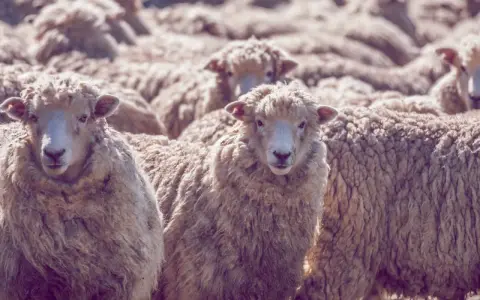 Eine Herde Schafe mit ihrer feinen, lockigen Wolle. Diese Wolle, was ist Merinowolle? Sie ist bekannt für ihre Weichheit und Wärme.