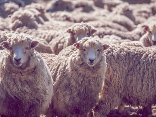 Eine Herde Schafe mit ihrer feinen, lockigen Wolle. Diese Wolle, was ist Merinowolle? Sie ist bekannt für ihre Weichheit und Wärme.