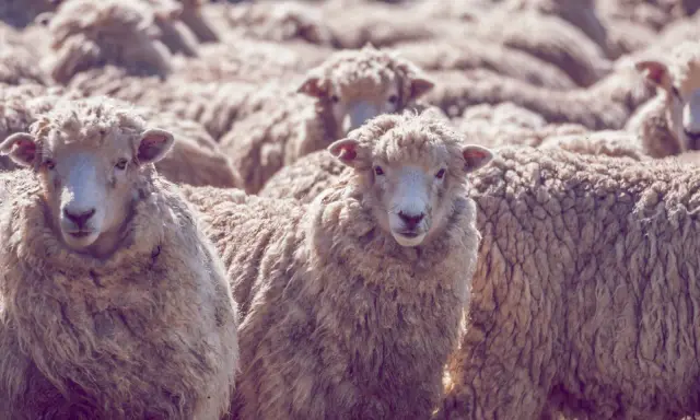 Eine Herde Schafe mit ihrer feinen, lockigen Wolle. Diese Wolle, was ist Merinowolle? Sie ist bekannt für ihre Weichheit und Wärme.